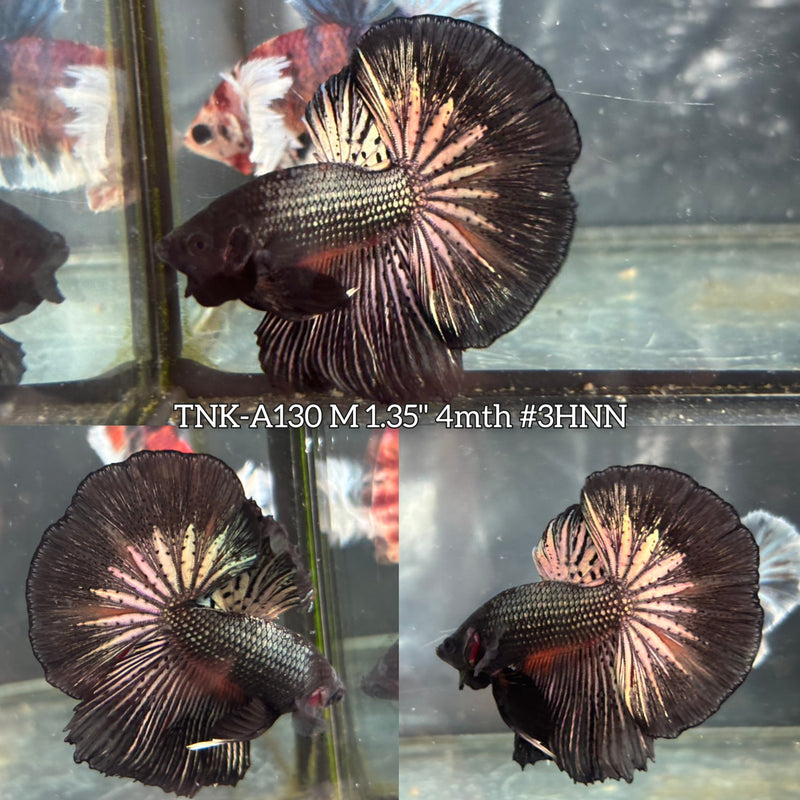 Live Male Betta Fancy Dark Copper Over Halfmoon (TNK-A130)S345 High quality What you see What you get!!