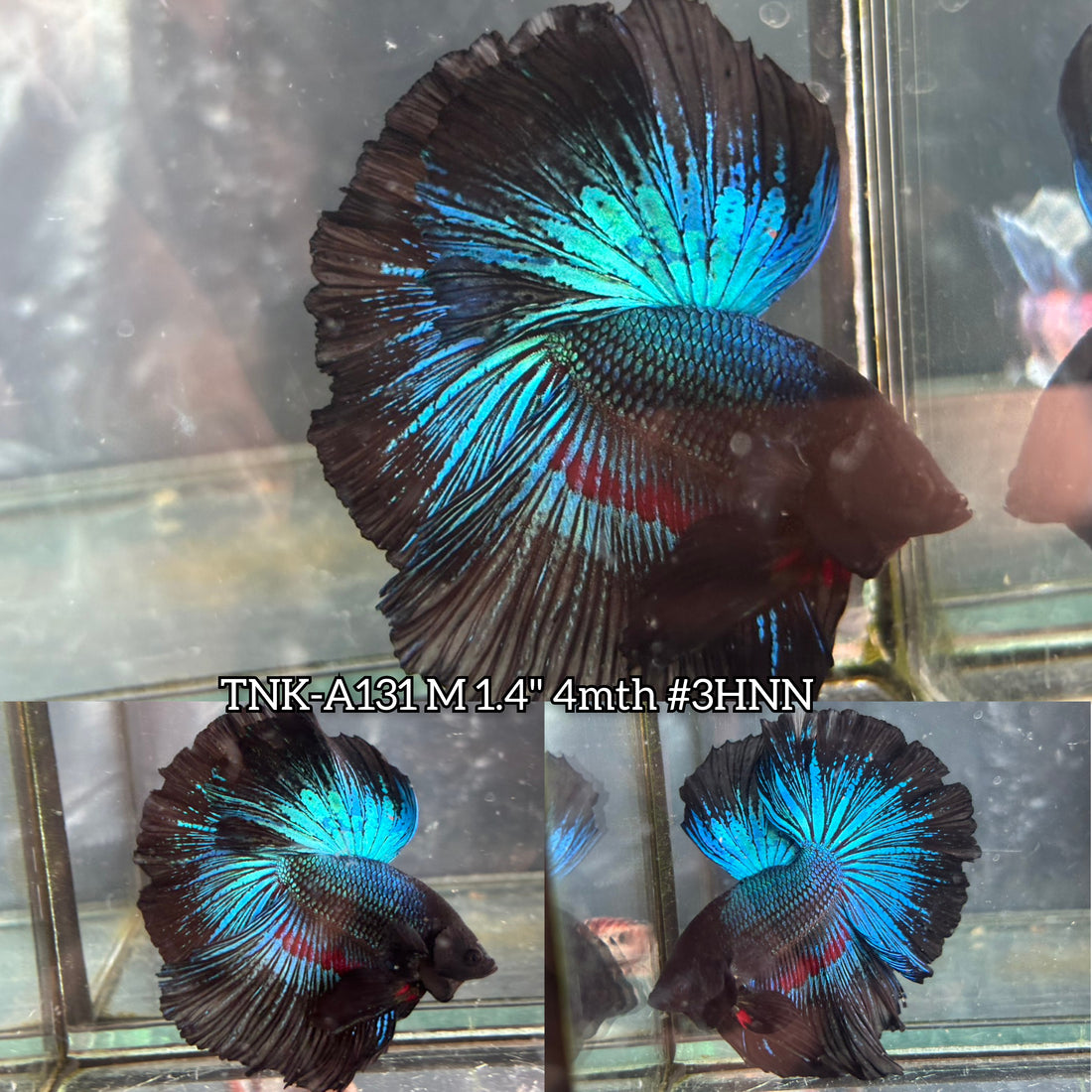 Live Male Betta Blue Black Light Over Halfmoon (TNK-A131) High quality What you see What you get!!