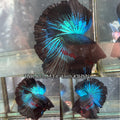 Live Male Betta Blue Black Light Over Halfmoon (TNK-A131) High quality What you see What you get!!