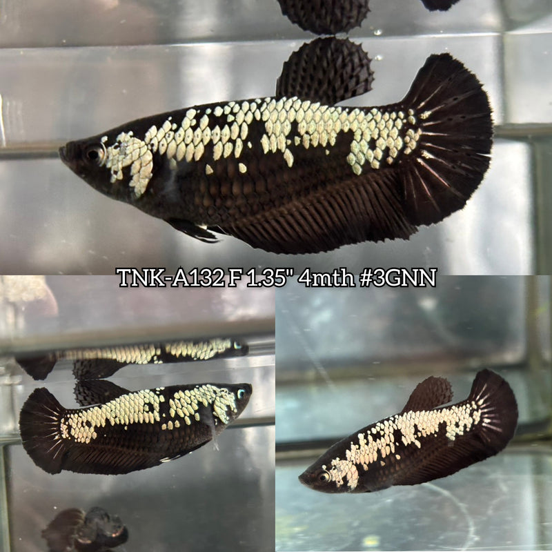 Live Female Betta Black Samurai Plakat (TNK-A132)S346 High quality What you see What you get!!