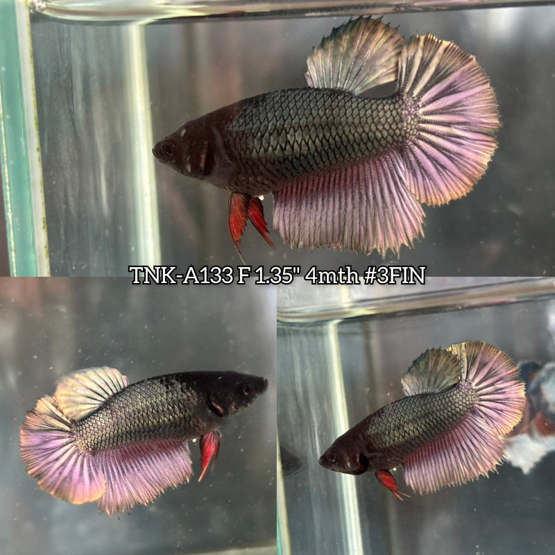 Live Female Betta Copper Dark Halfmoon (TNK-A133) High quality What you see What you get!!