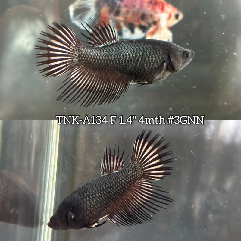 Live Female Betta Black Copper Dark Crowntail  (TNK-A134)S347 High quality What you see What you get!!