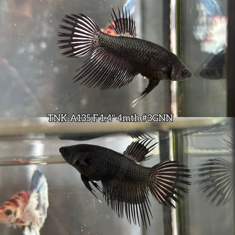 Live Female Betta Black Orchid Crowntail  (TNK-A135)S348 High quality What you see What you get!!