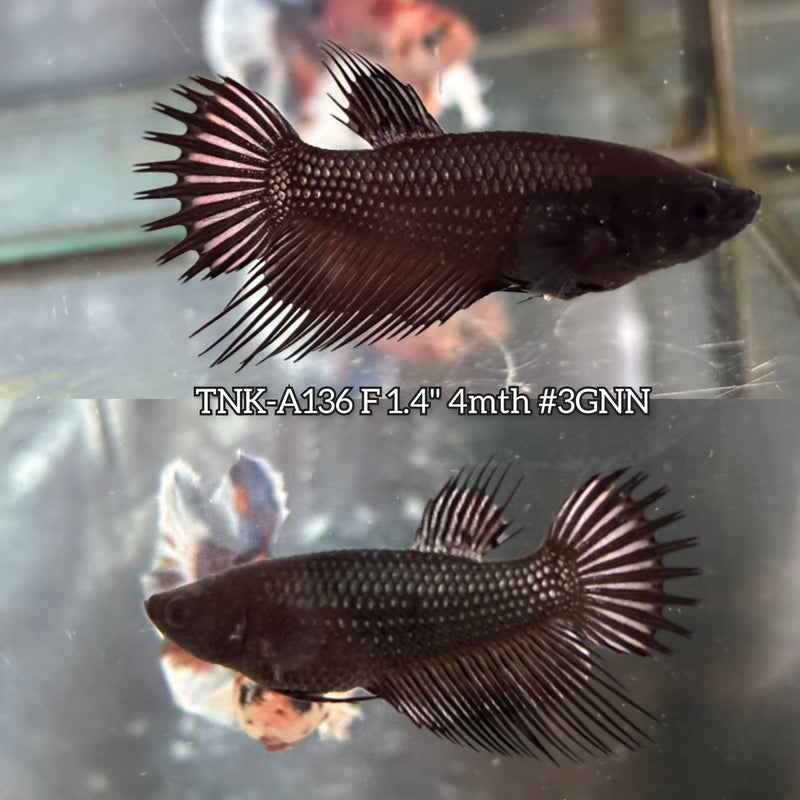 Live Female Betta Black Copper Dark Crowntail  (TNK-A136)S049 High quality What you see What you get!!
