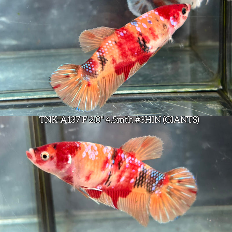 Live Female Betta Nemo Galaxy Giants Plakat (TNK-A137)S050 High quality What you see What you get!!