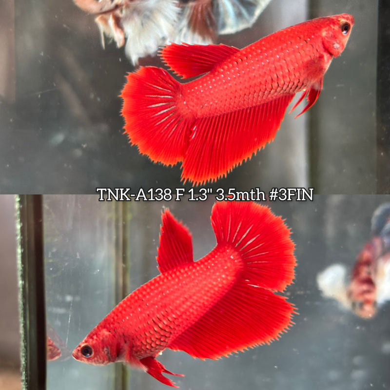 Live Female Betta Super Red Solid color Halfmoon (TNK-A138)S052 High quality What you see What you get!!