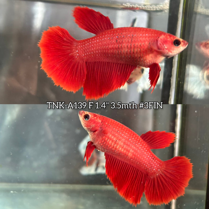 Live Female Betta Super Red Solid color Halfmoon (TNK-A139)S125 High quality What you see What you get!!