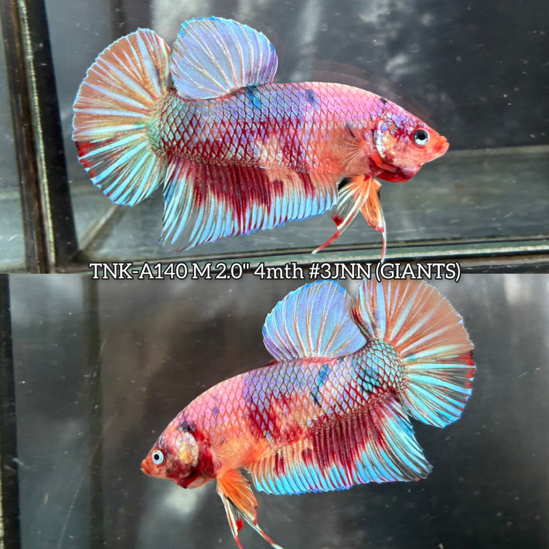 Live Male Betta Candy Sweet mixed colors Giants Plakat (TNK-A140)S196 High quality What you see What you get!!