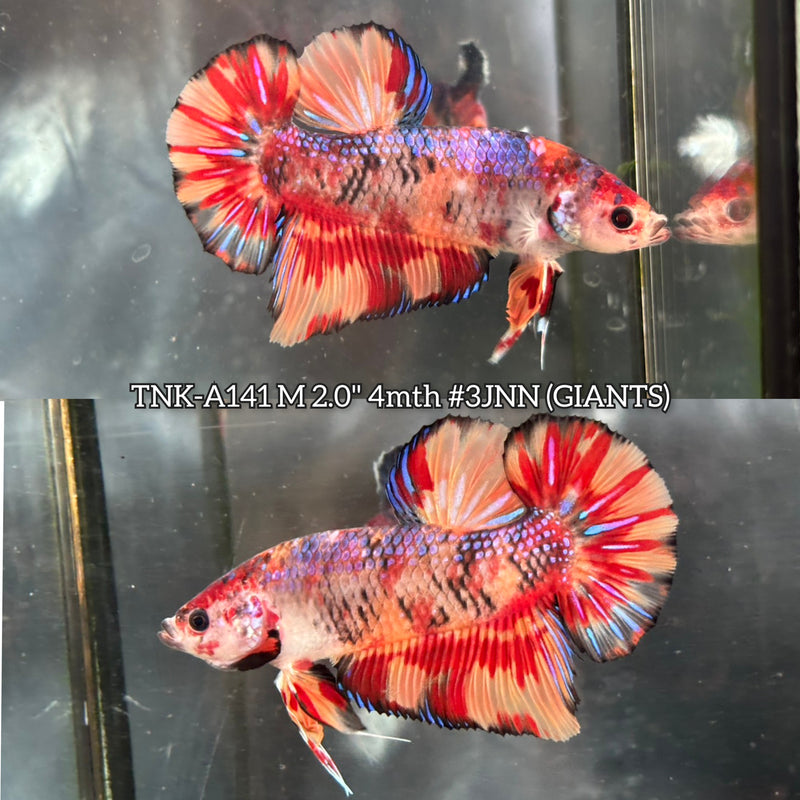 Live Male Betta Galaxy Nemo Fire Giants Plakat (TNK-A141)S198 High quality What you see What you get!!