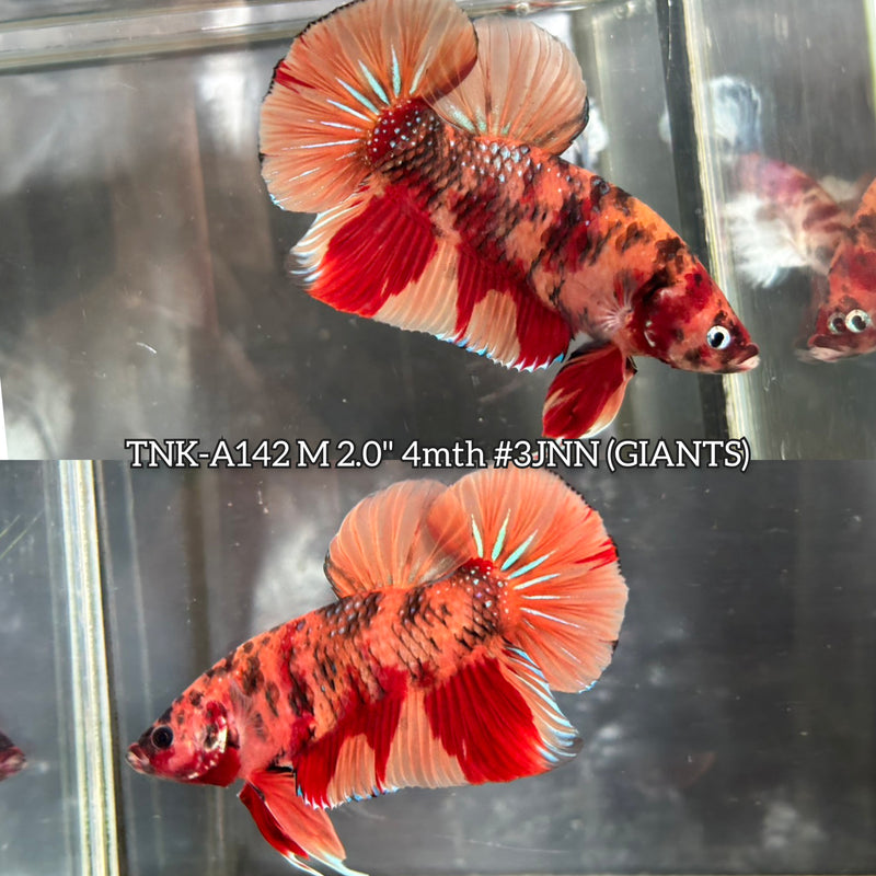 Live Male Betta Orange Nemo Koi Giants Plakat (TNK-A142)S267 High quality What you see What you get!!