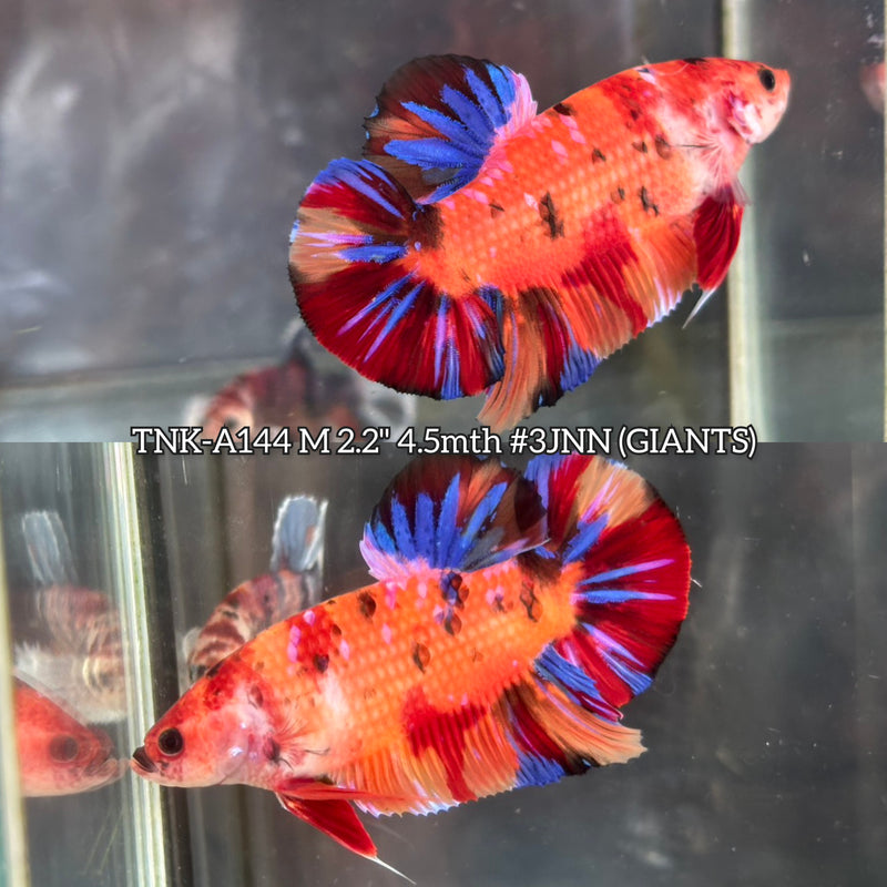 Live Male Betta Galaxy Nemo Giants Plakat (TNK-A144)S269 High quality What you see What you get!!