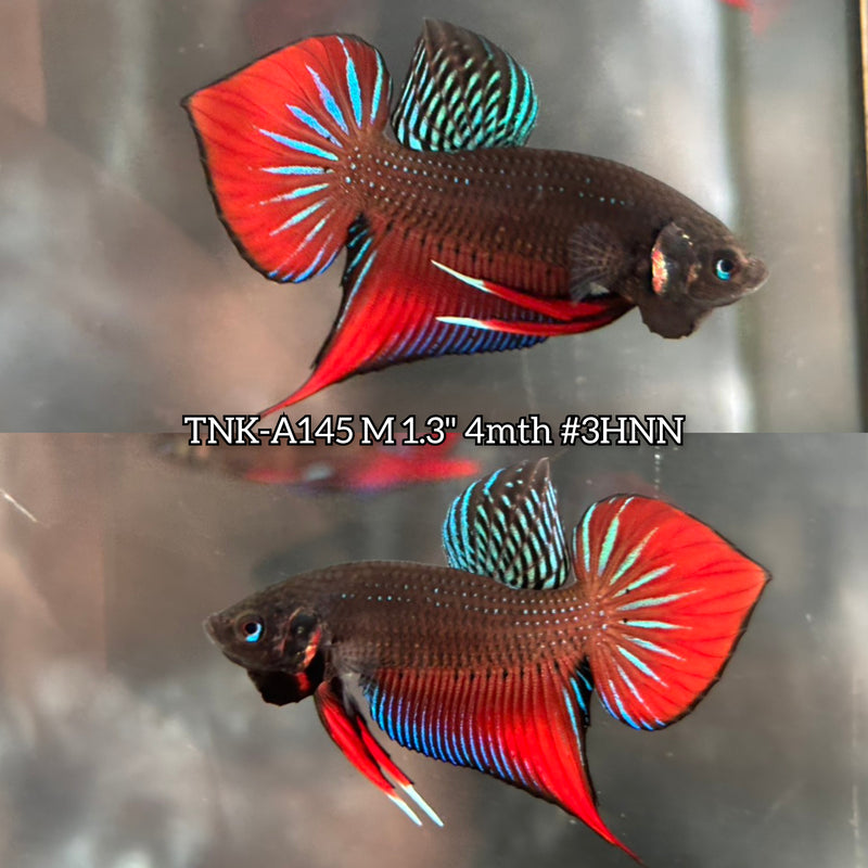 Live Male Betta Red-Green Original Splendens wild Plakat (TNK-A145) High quality What you see What you get!!