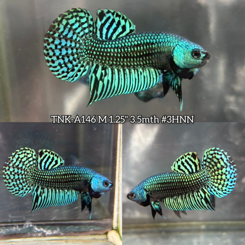 Live Male Betta Green Alien Hybrid wild Plakat (TNK-A146)S270 High quality What you see What you get!!