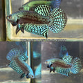 Live Male Betta Green-Gray Alien Hybrid wild Plakat (TNK-A147)S271✔️ High quality What you see What you get!!