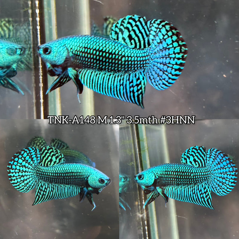 Live Male Betta Green Turquoise Alien Hybrid wild Plakat (TNK-A148)S338 High quality What you see What you get!!