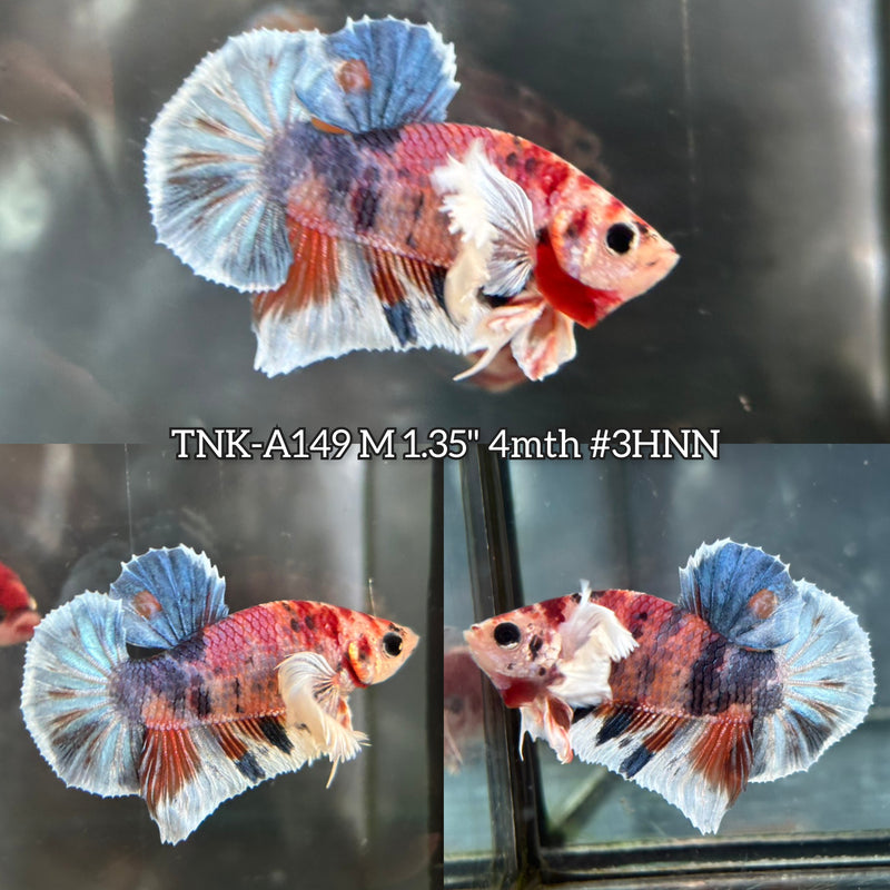 Live Male Betta Fancy Koi Dumbo big ear Plakat (TNK-A149)S339 High quality What you see What you get!!