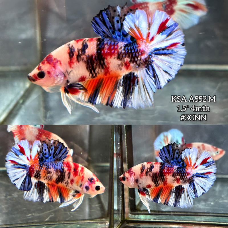 Live Male Betta Fancy Koi metallic mixed colors Plakat (KSA-A552) S025 High quality what you see what you get!!
