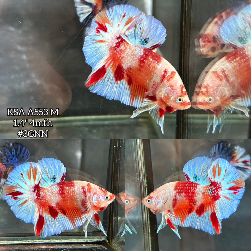 Live Male Betta Fancy Orange Koi metallic Plakat (KSA-A553) S027 High quality what you see what you get!!