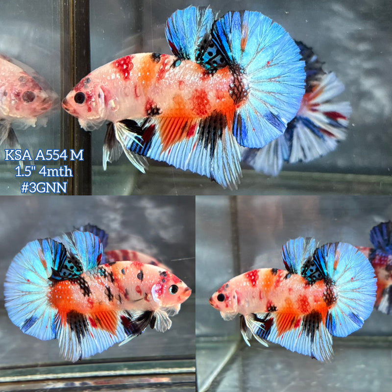 Live Male Betta Fancy Orange Koi metallic Plakat (KSA-A554) S028 High quality what you see what you get!!