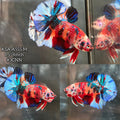 Live Male Betta Fancy Red Koi metallic Mixed colors Plakat (KSA-A555)High quality what you see what you get!!