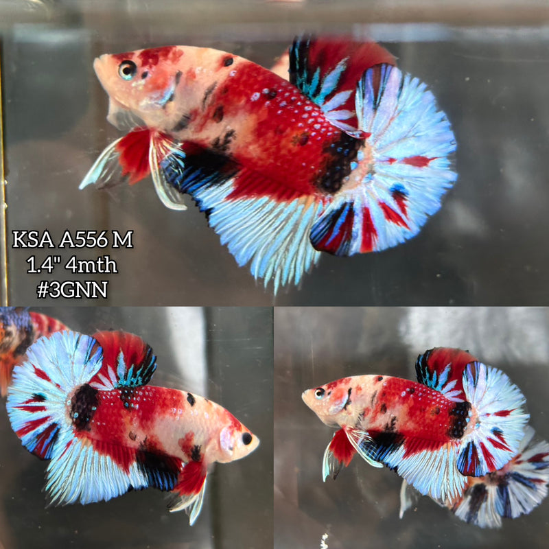 Live Male Betta Red Koi metallic Plakat (KSA-A556) S030 High quality what you see what you get!!
