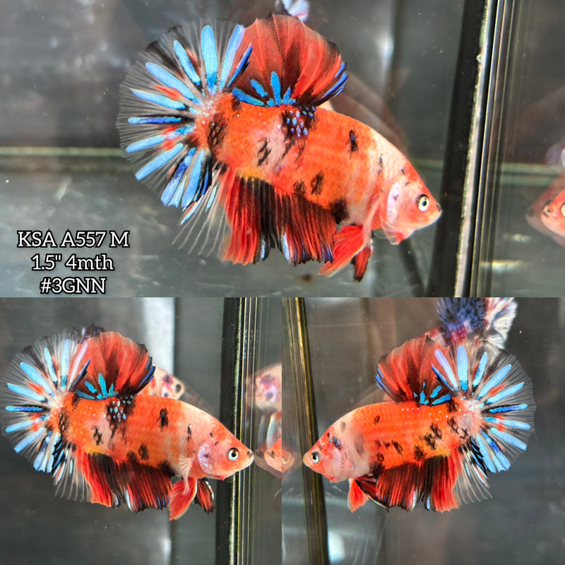 Live Male Betta Orange Black Koi metallic Plakat (KSA-A557) S031 High quality what you see what you get!!