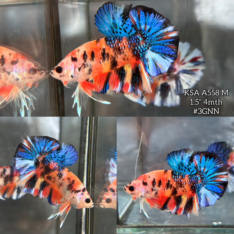 Live Male Betta Fancy Orange Koi metallic Plakat (KSA-A558) S032 High quality what you see what you get!!