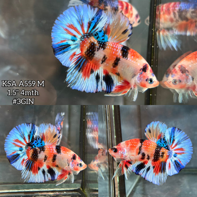 Live Male Betta Fancy Orange Koi metallic Mixed colors Plakat (KSA-A559) S034 High quality what you see what you get!!