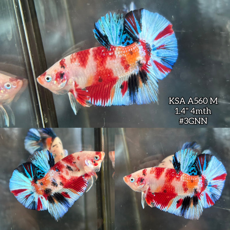 Live Male Betta Fancy Red Koi metallic Plakat (KSA-A560) S035 High quality what you see what you get!!
