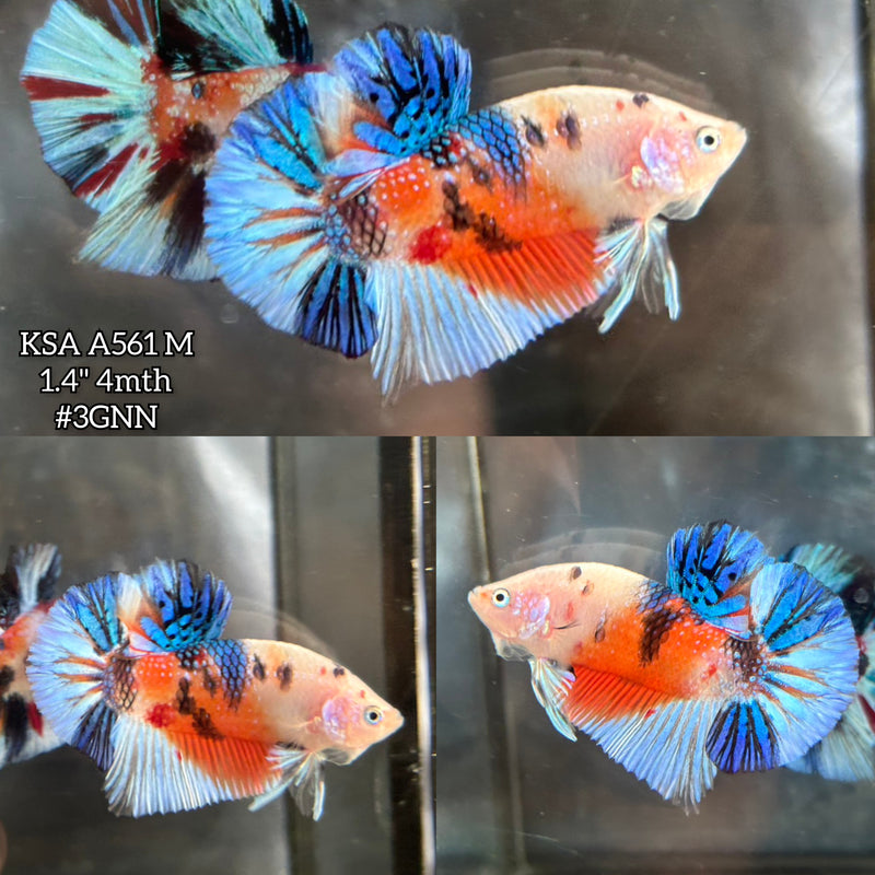 Live Male Betta Fancy Orange Blue Koi metallic Plakat (KSA-A561) S097 High quality what you see what you get!!
