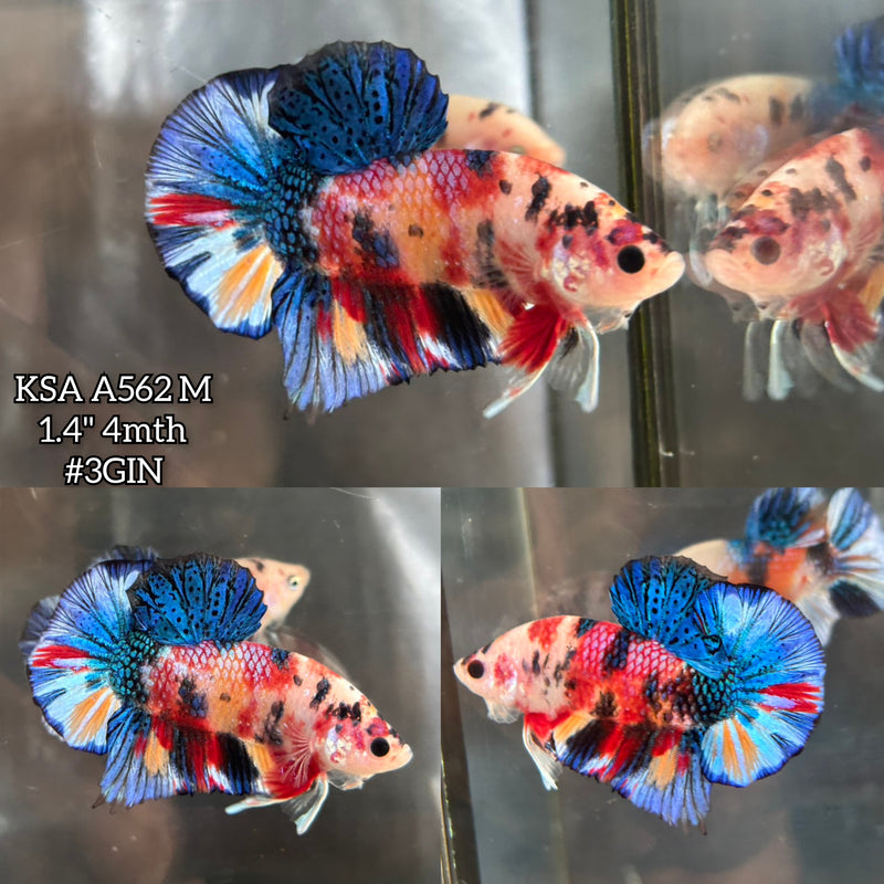 Live Male Betta Candy metallic Mixed colors Plakat (KSA-A562)High quality what you see what you get!!