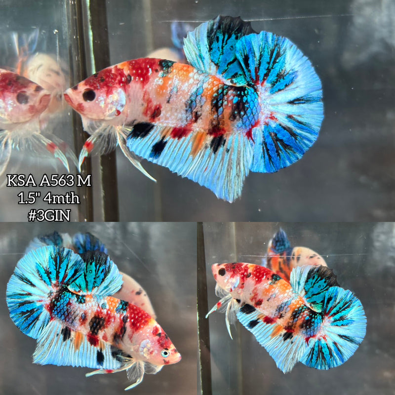 Live Male Betta Fancy Koi metallic Mixed colors Plakat (KSA-A563)High quality what you see what you get!!