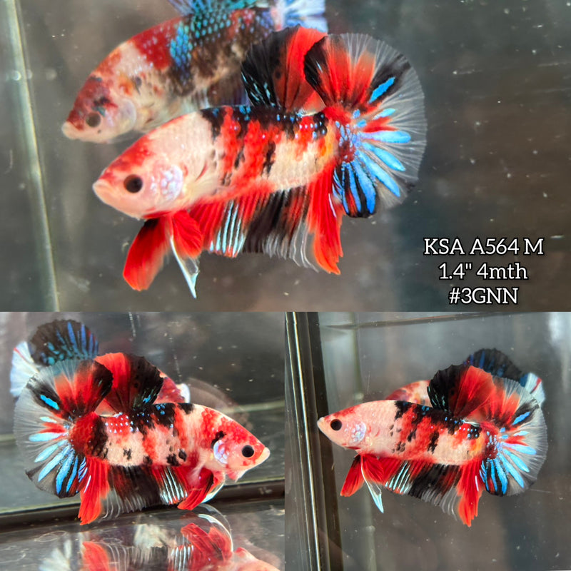 Live Male Betta Red Black Koi metallic Plakat (KSA-A564) S099 High quality what you see what you get!!