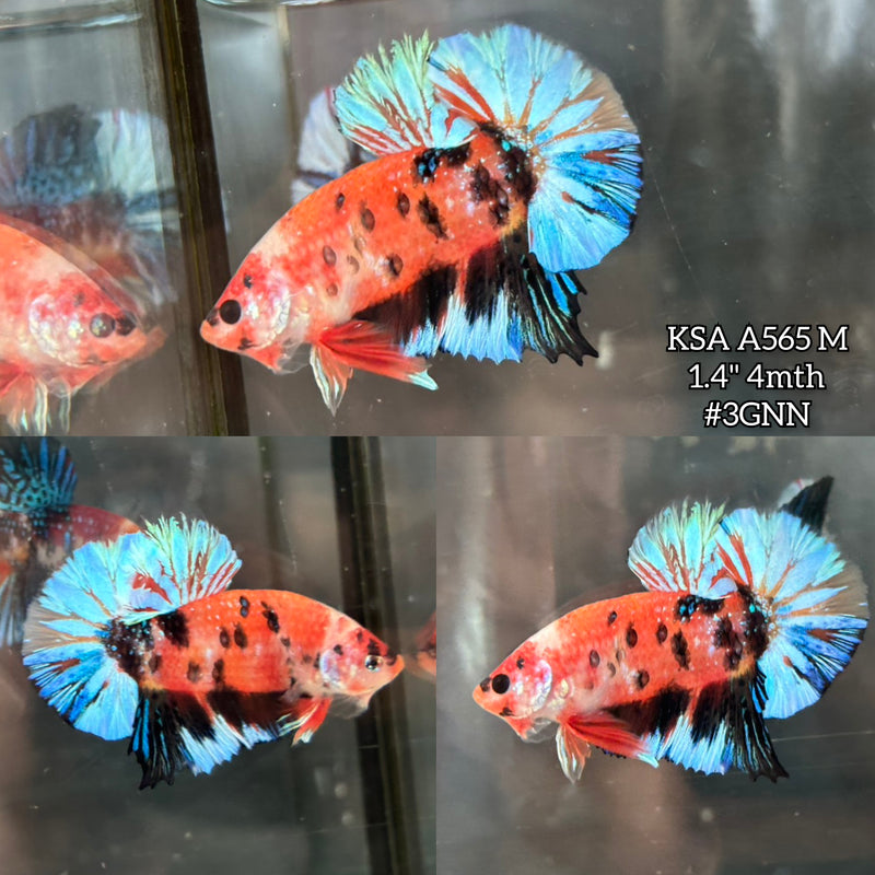 Live Male Betta Orange Black Nemo metallic Plakat (KSA-A565) S100 High quality what you see what you get!!