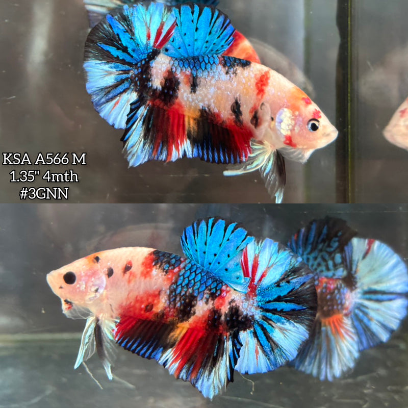 Live Male Betta Fancy Koi metallic Mixed colors Plakat (KSA-A566) S104 High quality what you see what you get!!