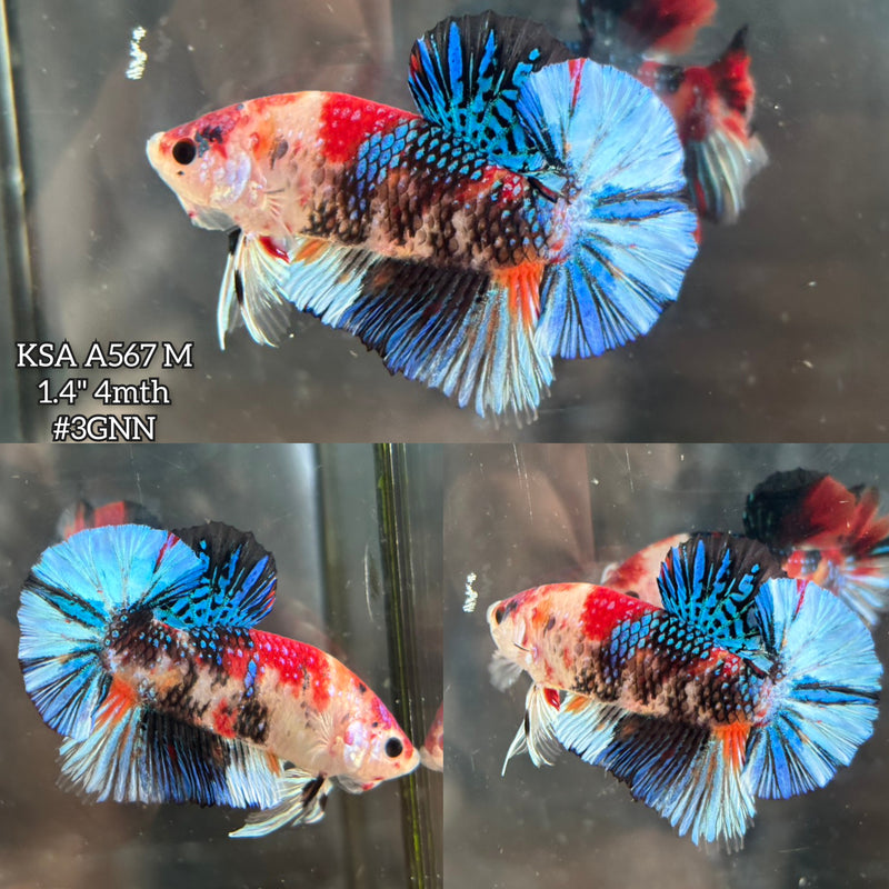 Live Male Betta Black Koi metallic Plakat (KSA-A567) S106 High quality what you see what you get!!