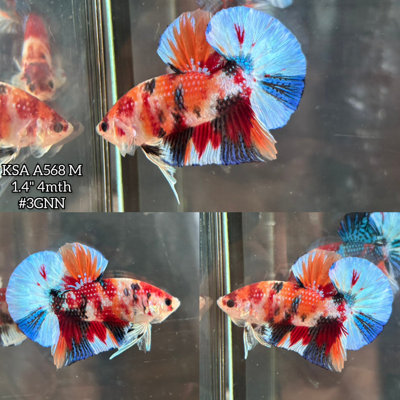Live Male Betta Orange Nemo metallic Plakat (KSA-A568) S107 High quality what you see what you get!!