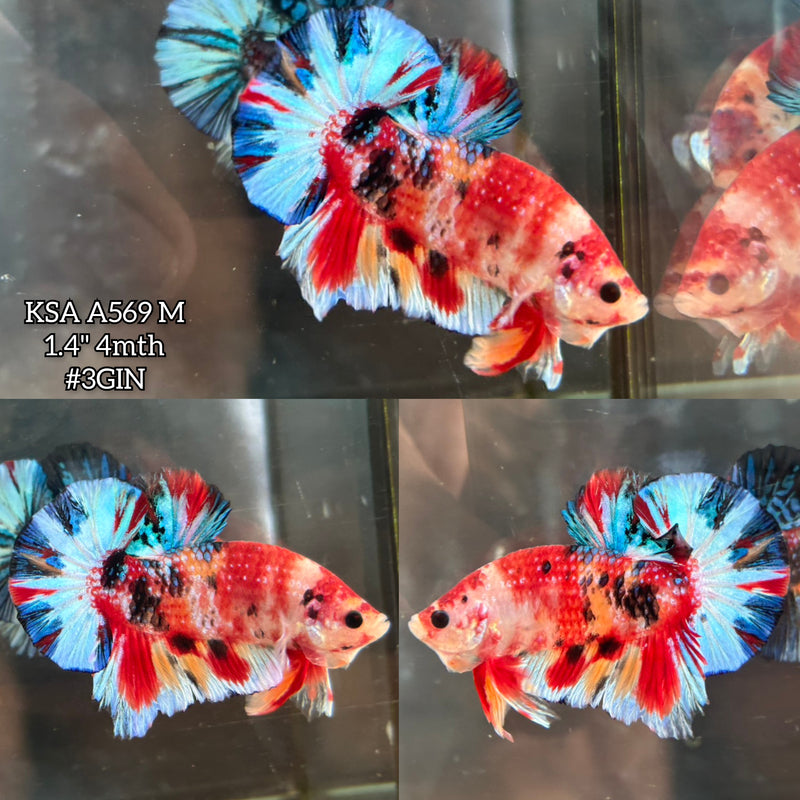 Live Male Betta Red Koi metallic Mixed colors Plakat (KSA-A569) S108 High quality what you see what you get!!
