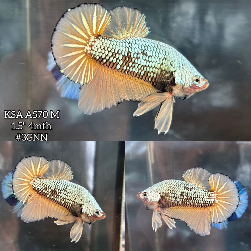 Live Male Betta Yellow Dragon Mustard Plakat (KSA-A570) S170 High quality what you see what you get!!