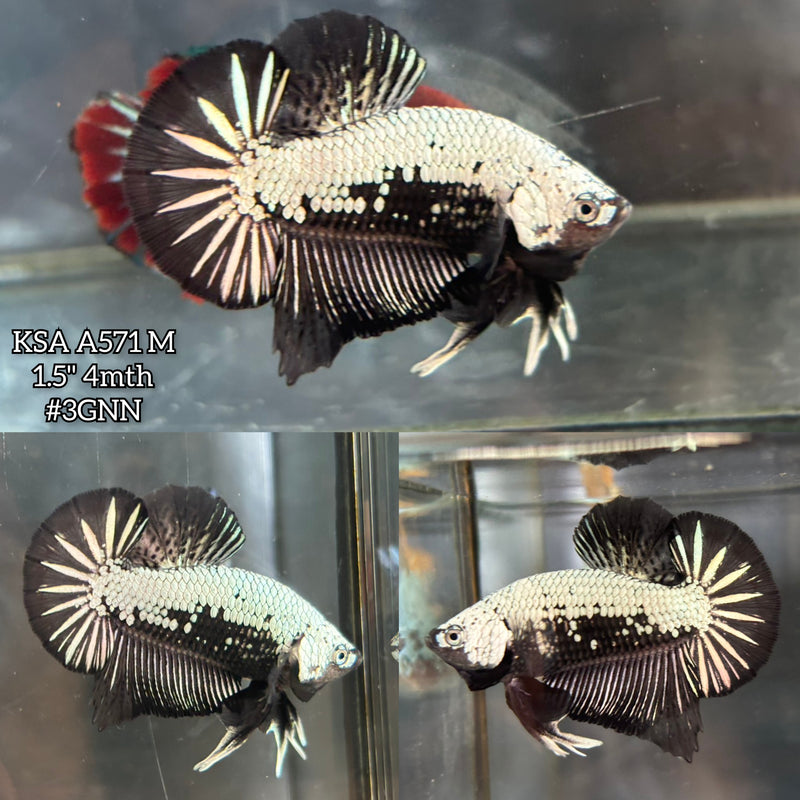 Live Male Betta Black Dragon Plakat (KSA-A571)High quality what you see what you get!!