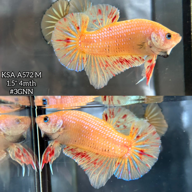 Live Male Betta Yellow Vanda Armageddon Plakat (KSA-A572) S171 High quality what you see what you get!!