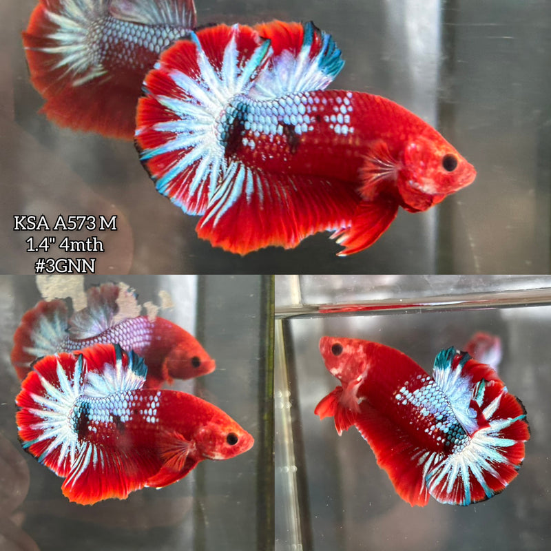 Live Male Betta Red Hellboy Startail Plakat (KSA-A573)High quality what you see what you get!!