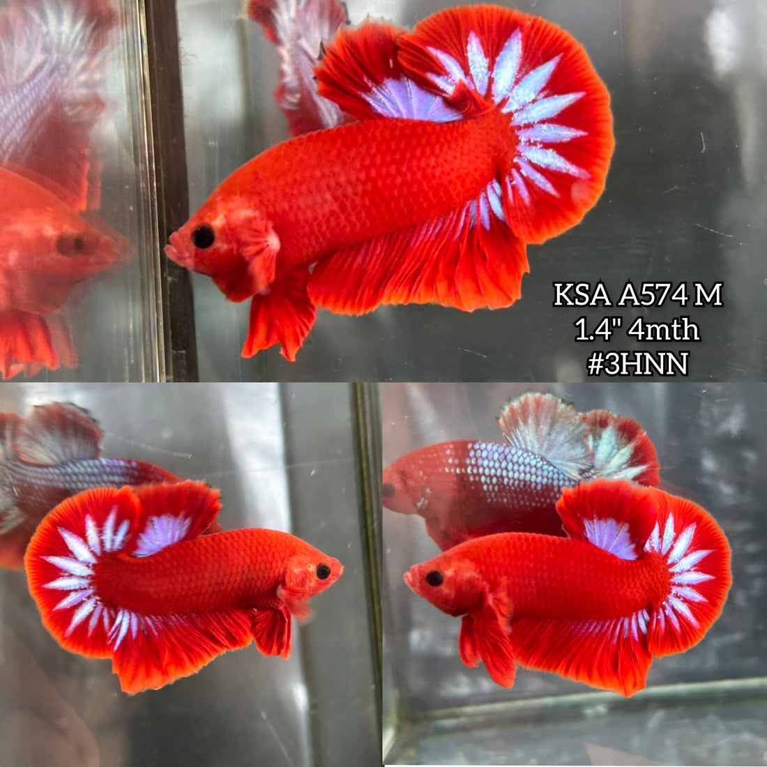 Live Male Betta Red Hellboy Startail Plakat (KSA-A574)High quality what you see what you get!!