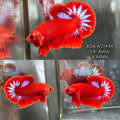 Live Male Betta Red Hellboy Startail Plakat (KSA-A574)High quality what you see what you get!!