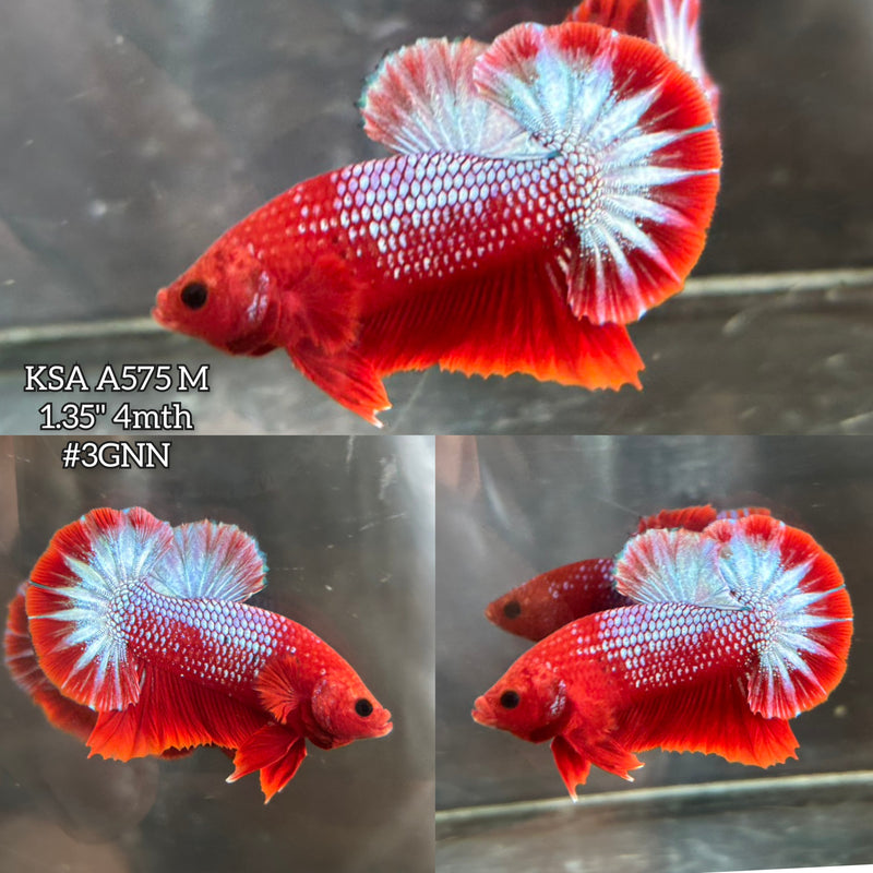 Live Male Betta Red Hellboy Startail Plakat (KSA-A575) S173 High quality what you see what you get!!