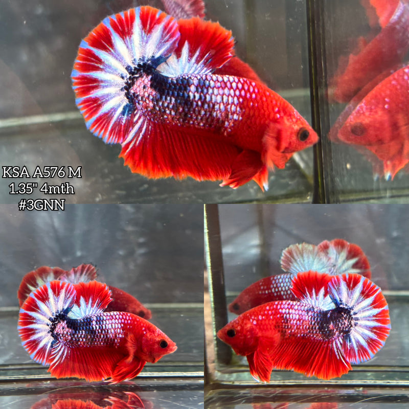 Live Male Betta Fancy Red Hellboy Startail Plakat (KSA-A576) S175 High quality what you see what you get!!