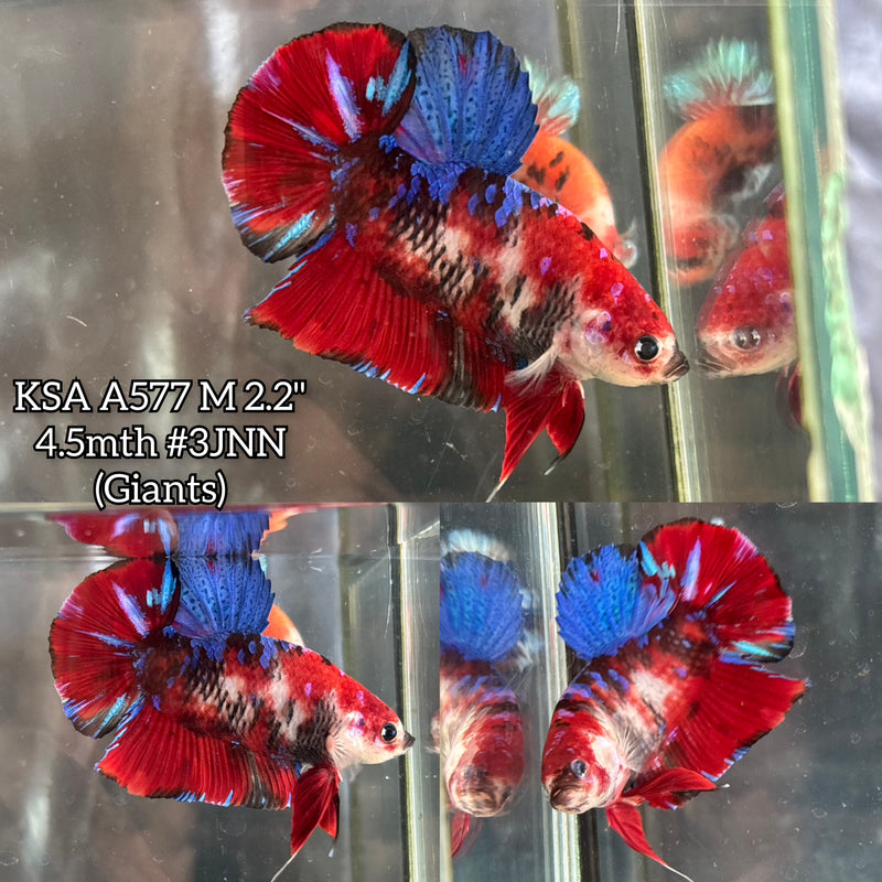 Live Male Betta Red Galaxy Koi Giants Plakat (KSA-A577) S178 High quality what you see what you get!!