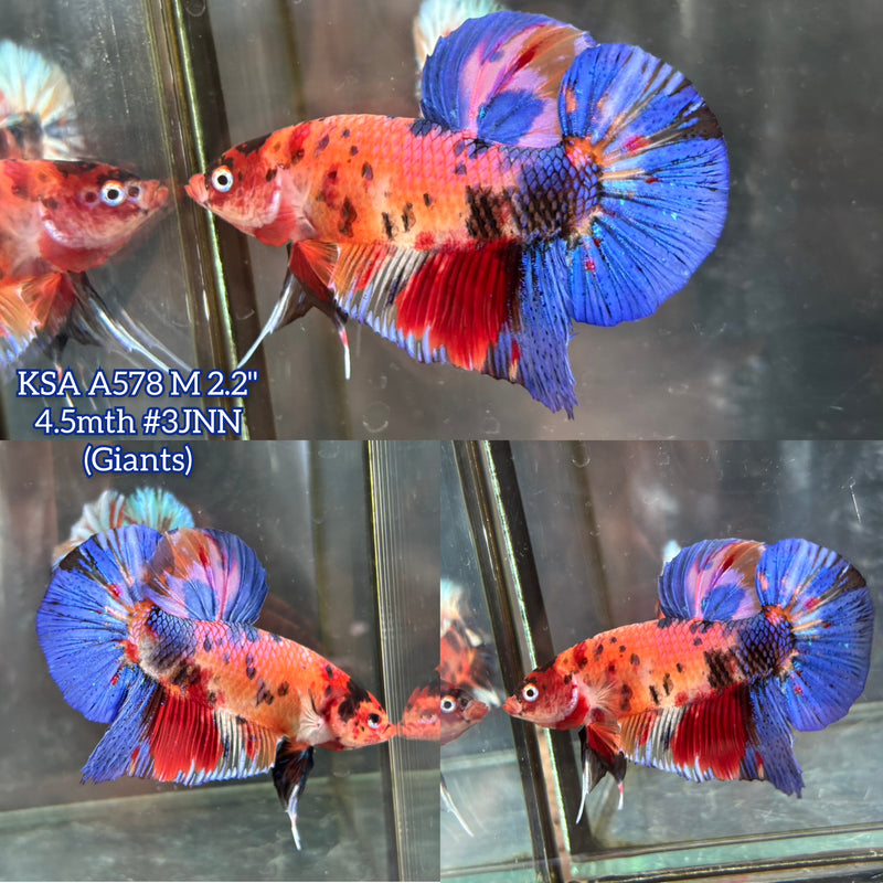 Live Male Betta Fancy Koi Metallic Giants Plakat (KSA-A578)High quality what you see what you get!!