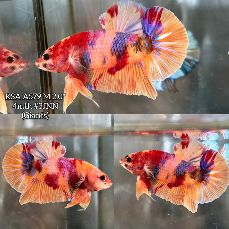 Live Male Betta Candy Nemo Giants Plakat (KSA-A579) S179 High quality what you see what you get!!