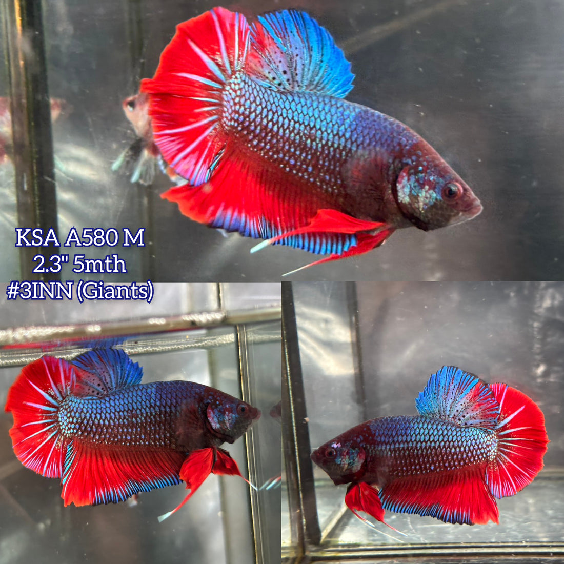 Live Male Betta Red Blue Retro Colors Giants Plakat (KSA-A580)High quality what you see what you get!!